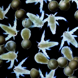 Рачки и цисты артемии. Архивное фото