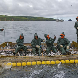 Добыча лосося в Сахалинской области. Фото пресс-службы «Гидростроя»