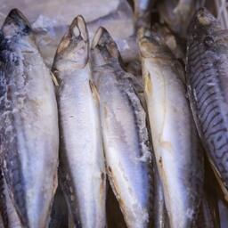 По предварительным оценкам, Россия экспортировала почти 11 тыс. тонн скумбрии на сумму 32 млн долларов 