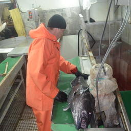 Научные наблюдатели АзНИИРХ работали на промысле антарктического клыкача. Фото пресс-службы филиала