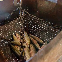 В Свердловской области на аукцион выставили четыре речных участка под индустриальную аквакультуру