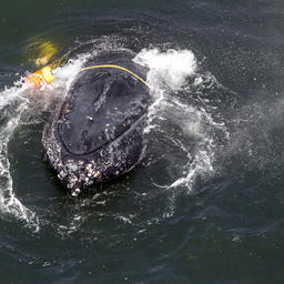 Горбатый кит, запутавшийся в леске, веревках, буях и якорях у побережья штата Калифорния. Фото The Publics Radio