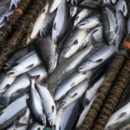 Представители коренных малочисленных народов Чукотки направили уже более 3,5 тыс. заявок на традиционный вылов рыбы в будущем году. Фото пресс-службы правительства ЧАО