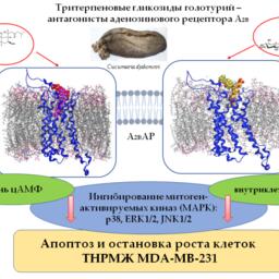 Взаимодействие тритерпеновых гликозидов голотурий и аденозинового рецептора. Схема предоставлена пресс-службой РАН