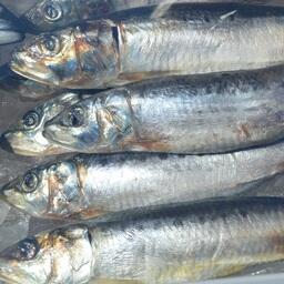 Дальневосточная сардина (иваси) на прилавке. Архивное фото