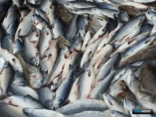 Приемщиков лосося спасут промысловые билеты