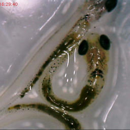 Личинка пеляди, накормленная хлореллой. Фото пресс-службы ТПУ