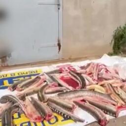 У браконьеров обнаружили 64 тушки рыб семейства осетровых. Кадр оперативной съемки