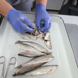 Специалисты Приморского филиала НЦБРСП исследовали образцы рыбы из озера Ханка и реки Раздольной. Фото пресс-службы учреждения