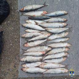 Общий вес изъятой рыбы составил 717 кг. Фото пресс-службы МВД по Республике Бурятия