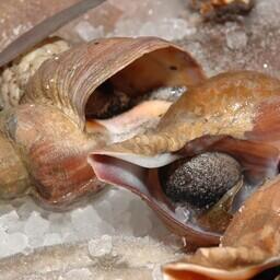 Самый дорогой лот — доля квот трубачей в Западно-Сахалинской подзоне