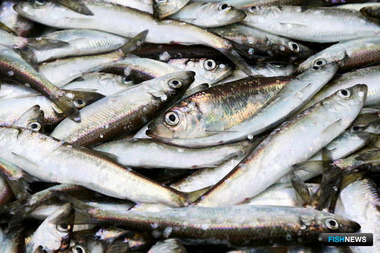 Этой весной рыбопромышленники Калининградской области добыли более 330 тонн корюшки. Фото пресс-службы правительства региона
