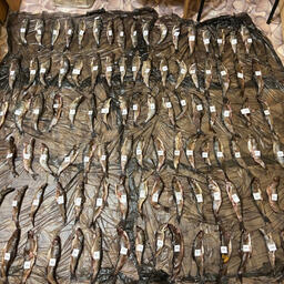У браконьера изъяли 637 экземпляров ценной рыбы. Фото пресс-службы УТ МВД России по ДФО