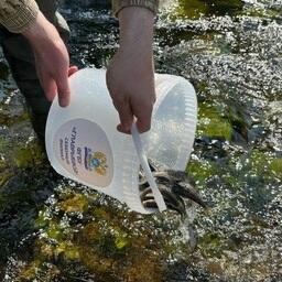 В реки Архангельской области за год отправилось свыше 300 тыс. мальков лососевых. Фото Фото предоставлено министерством АПК и торговли региона, dvinanews.ru