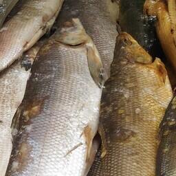 Акватории на реках ХМАО предоставляют под промысел. Архивное фото