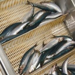 Свежевыловленная сардина-иваси. Архивное фото