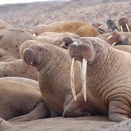 Тихоокеанские моржи. Фото пресс-службы ТИНРО-Центра