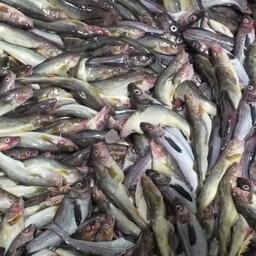 Минтаевая путина — одна из важнейших для российских рыбаков