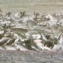 Добыча нерки. Архивное фото