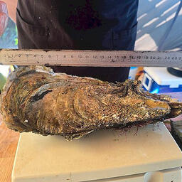 Измерение высоты гигантской устрицы. Фото пресс-службы СахНИРО