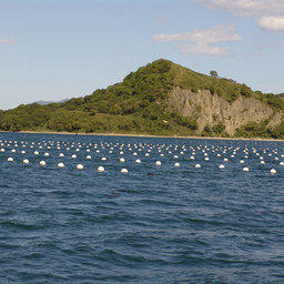 Марикультура и экология прибрежных акваторий