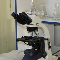 Ученые Института биологии южных морей имени А.О. Ковалевского РАН совместно с кондитерской фабрикой разработали шоколад, в состав которого входит спирулина