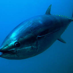 Уловы голубого тунца в прибрежных водах Японии находятся на спаде. Фото The Japan Times