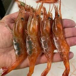 Северная креветка из улова. Фото пресс-службы ВНИРО