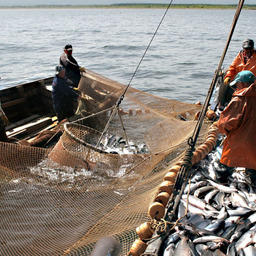 Добыча красной рыбы на Сахалине
