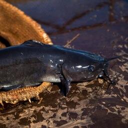 В частности, перечень болезней предлагается дополнить аэромонозом не только лососевых и карповых, но и сомовых рыб