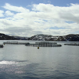 Морской участок компании: в заливе установлены садки с атлантическим лососем