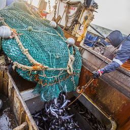 Промысел минтая рыбаками Приморья. Фото пресс-службы краевого правительства