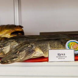 Минприроды Алтайского края продолжит исследовать перспективы использования водных объектов в рыбохозяйственных целях