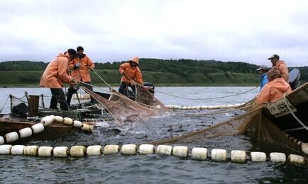 На рыболовных участках ведется в том числе промысел тихоокеанских лососей