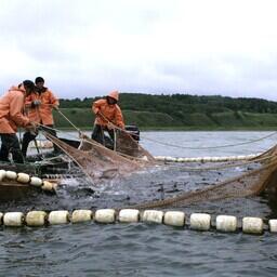 На рыболовных участках ведется в том числе промысел тихоокеанских лососей