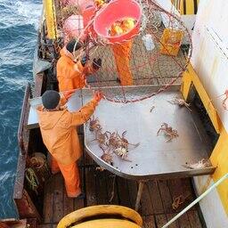 Ученые ведут съемки глубоководных крабов на НИС «Зодиак». Фото пресс-службы МагаданНИРО