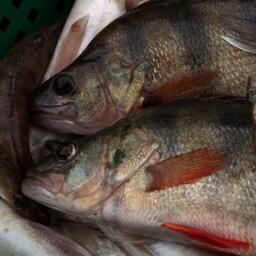 Одним из объектов промысла на новых участках станет судак