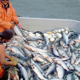 Включение в реестр упростит коренным жителям Камчатки, в частности, реализовывать свои права в сфере традиционного рыболовства. Фото пресс-службы правительства края