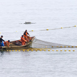 Минсельхоз и Росрыболовство подготовили проект приказа об ограничениях промышленного лова лососей на 2019 г. 
