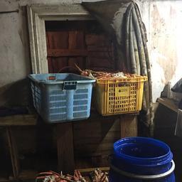 Крупную партию морепродуктов нашли на одном из частных подворий. Фото пресс-группы Пограничного управления ФСБ России по Приморскому краю