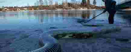 В этом году в естественную среду обитания отправилось более 227 тыс. мальков озерного лосося. Фото пресс-службы Главрыбвода