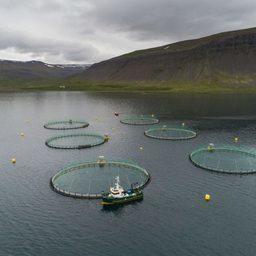 Исландским лососеводам разрешили удвоить объемы производства. Фото Iceland Review