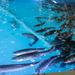 Мощность нового производства — до 120 тонн товарной форели в год. Архивное фото