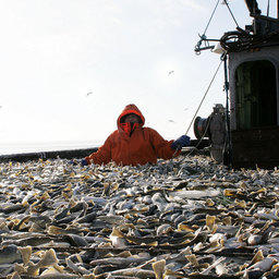 Сахалинские рыбаки приступили к промыслу зимней наваги