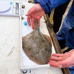 Исследование камбалы-калкан. Фото пресс-службы ВНИРО