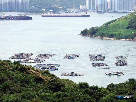 Акваферма в Гонконге. Фото Chong Fat («Википедия»)