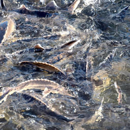В регионе выращивают и рыбу ценных пород – например, осетров. Фото пресс-службы министерства сельского хозяйства и продовольствия Московской области