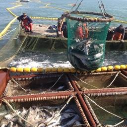 Добыча лосося в Хабаровском крае. Фото регионального комитета рыбного хозяйства