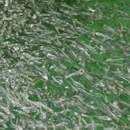 Собский рыбоводный завод в основном занимается искусственным воспроизводством сиговых. Фото пресс-службы правительства ЯНАО
