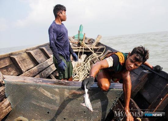 Рыбаки Мьянмы добывают дикую рыбу в реке Янгон. Фото газеты Myanmar Times